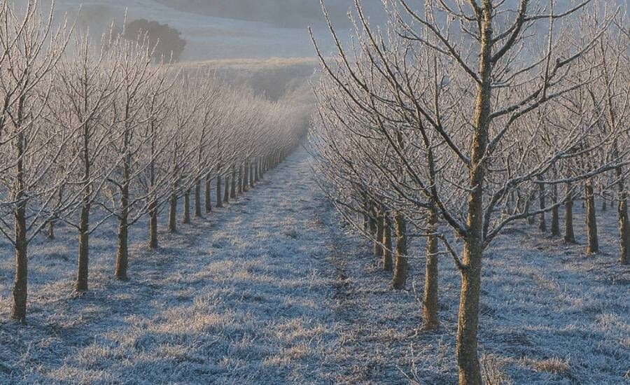 O inverno rigoroso e a exclusividade da Maçã Fuji de São Joaquim