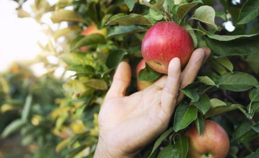 São Joaquim lidera produção nacional de maçã Fuji e reforça presença no mercado interno e externo