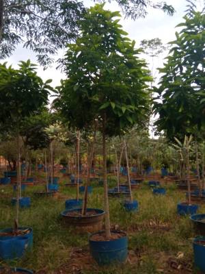 Frutíferas Produzindo - Foto 1