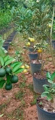 Laranja Imperial - Foto 1
