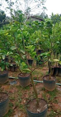 Limão Taiti - Foto 1