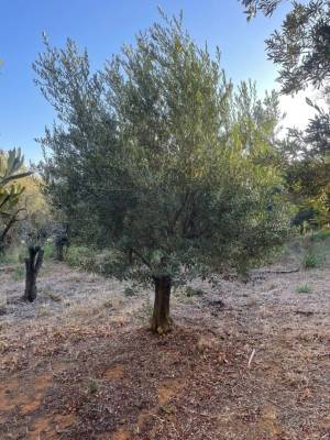 Oliveira Centenária - Foto 1