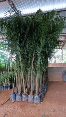 Palmeira Imperial - Foto 1