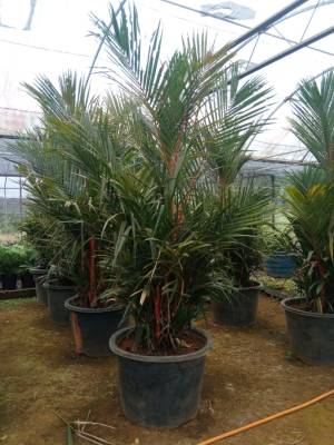 Palmeira Laca - Foto 1