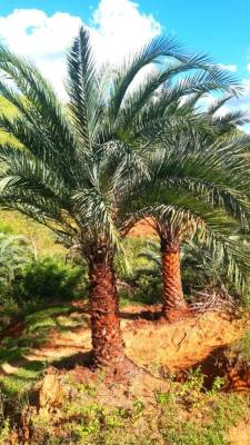 Palmeira Tamareira - Foto 1