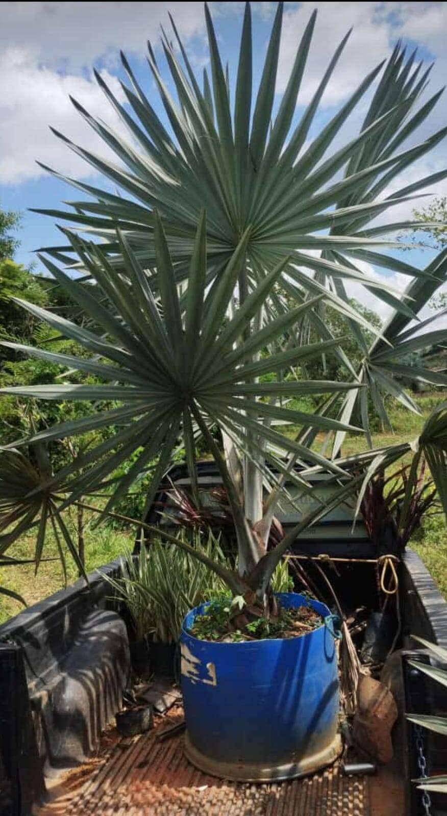 Palmeira Azul - Foto 2