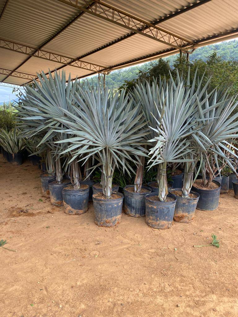 Palmeira Azul - Foto 3