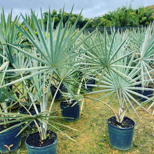 Palmeira Azul - Foto 1