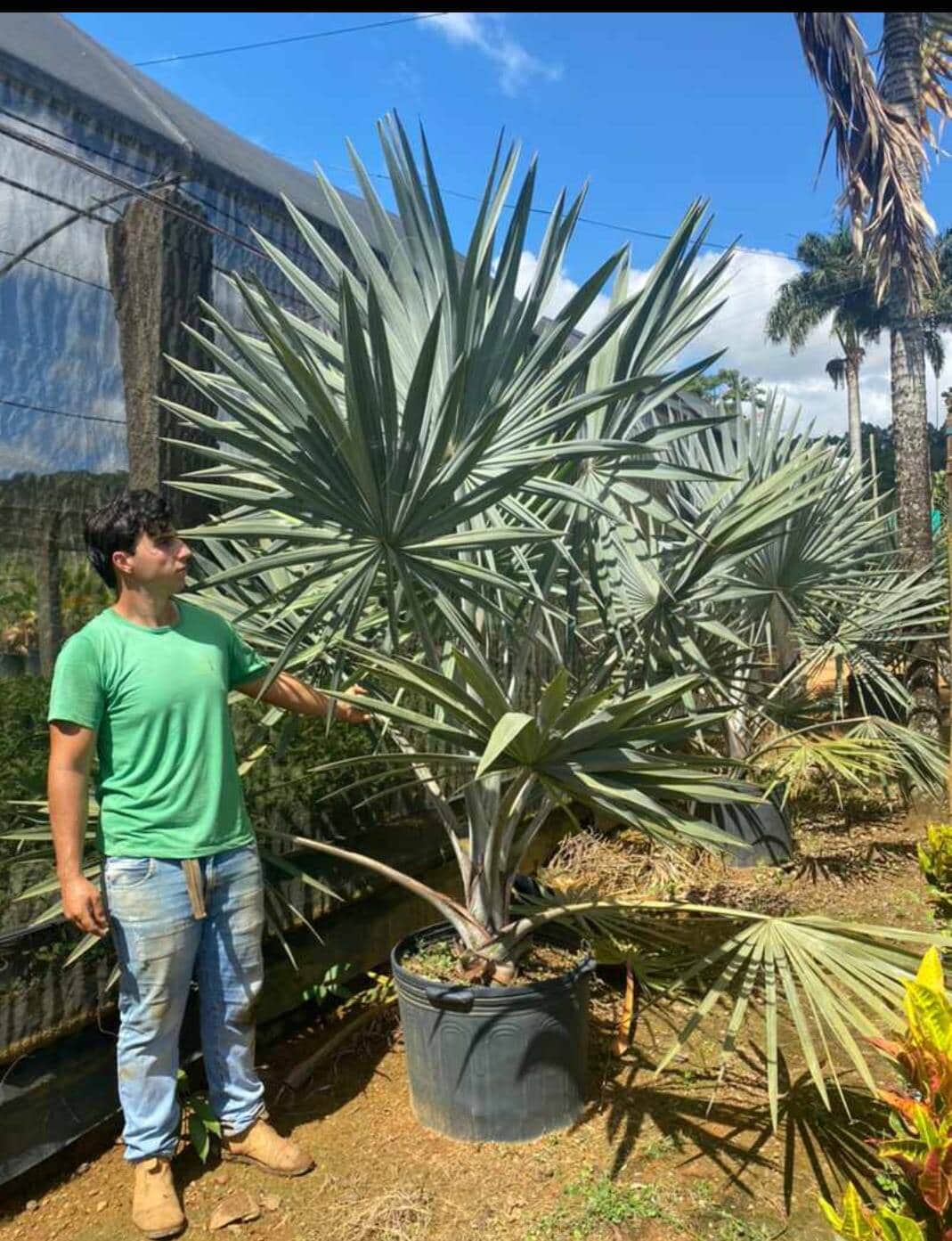 Palmeira Azul - Foto 4