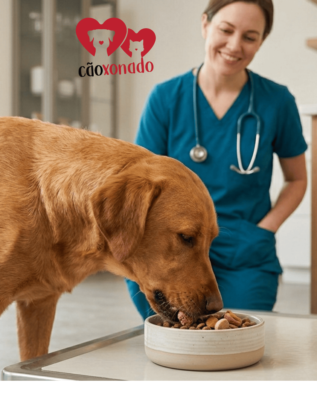 Diabetes Canina: O Guia Visual de Sintomas e Riscos