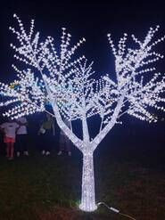 ARVORES CEREJEIRAS - Foto 1