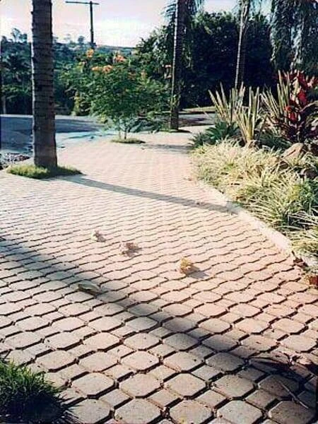 Imagem do Slide