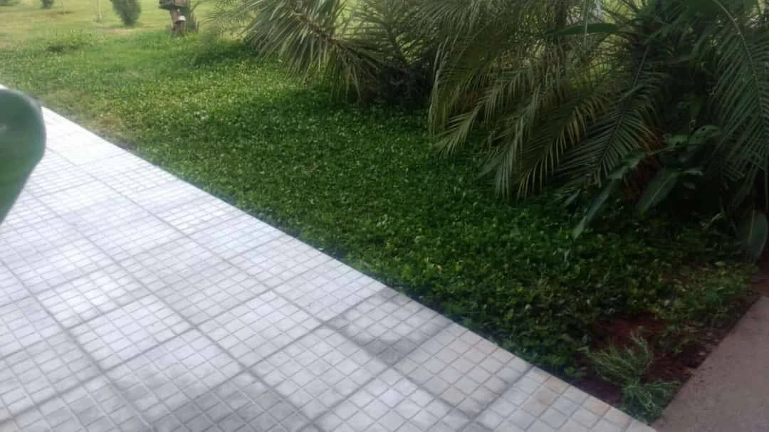 Imagem do Slide