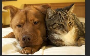 Atenção Diária é Essencial para a Saúde dos Meus Pets??