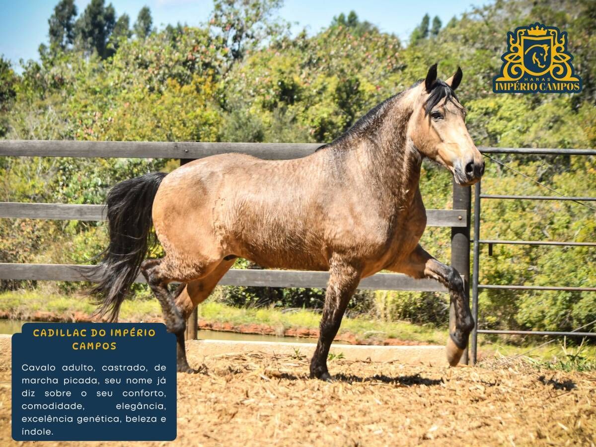 Cadillac do Império Campos