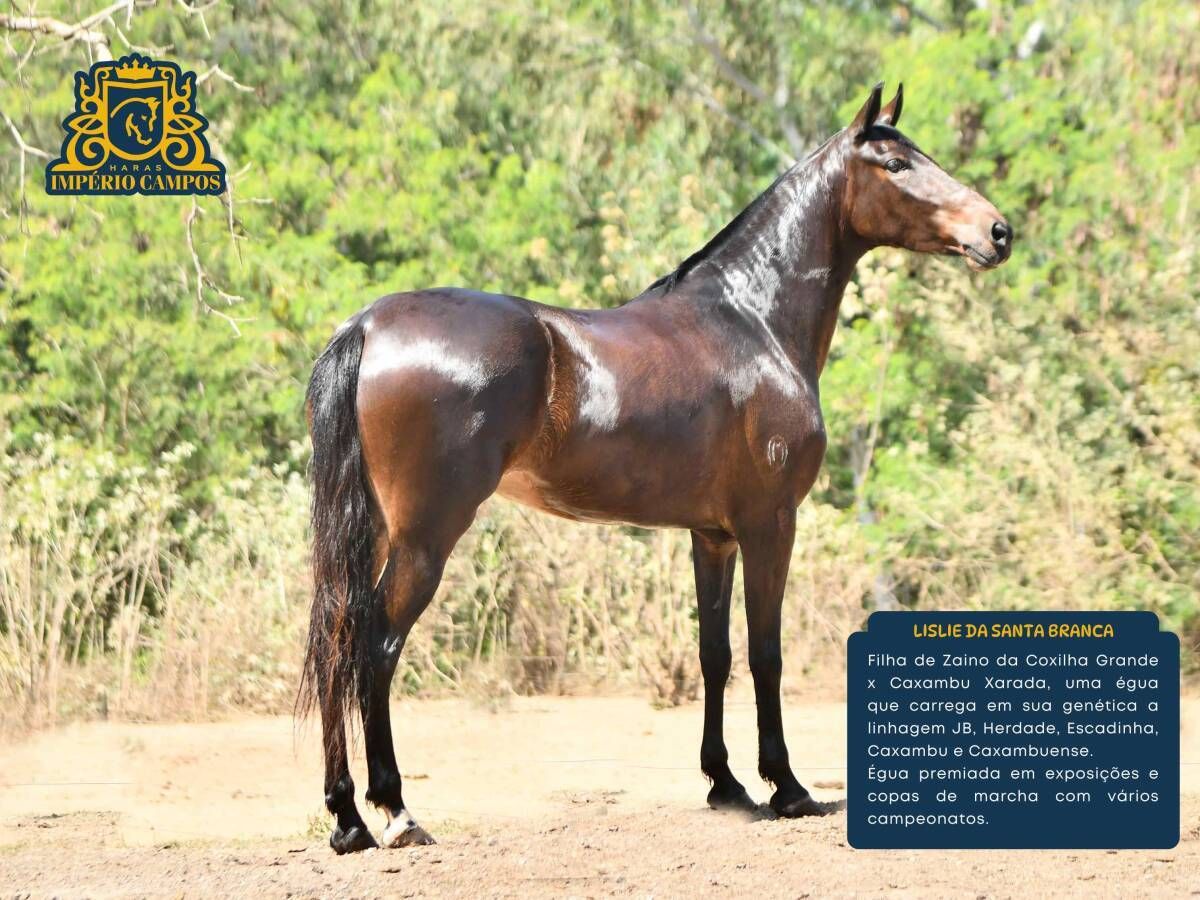 Lislie da Santa Branca