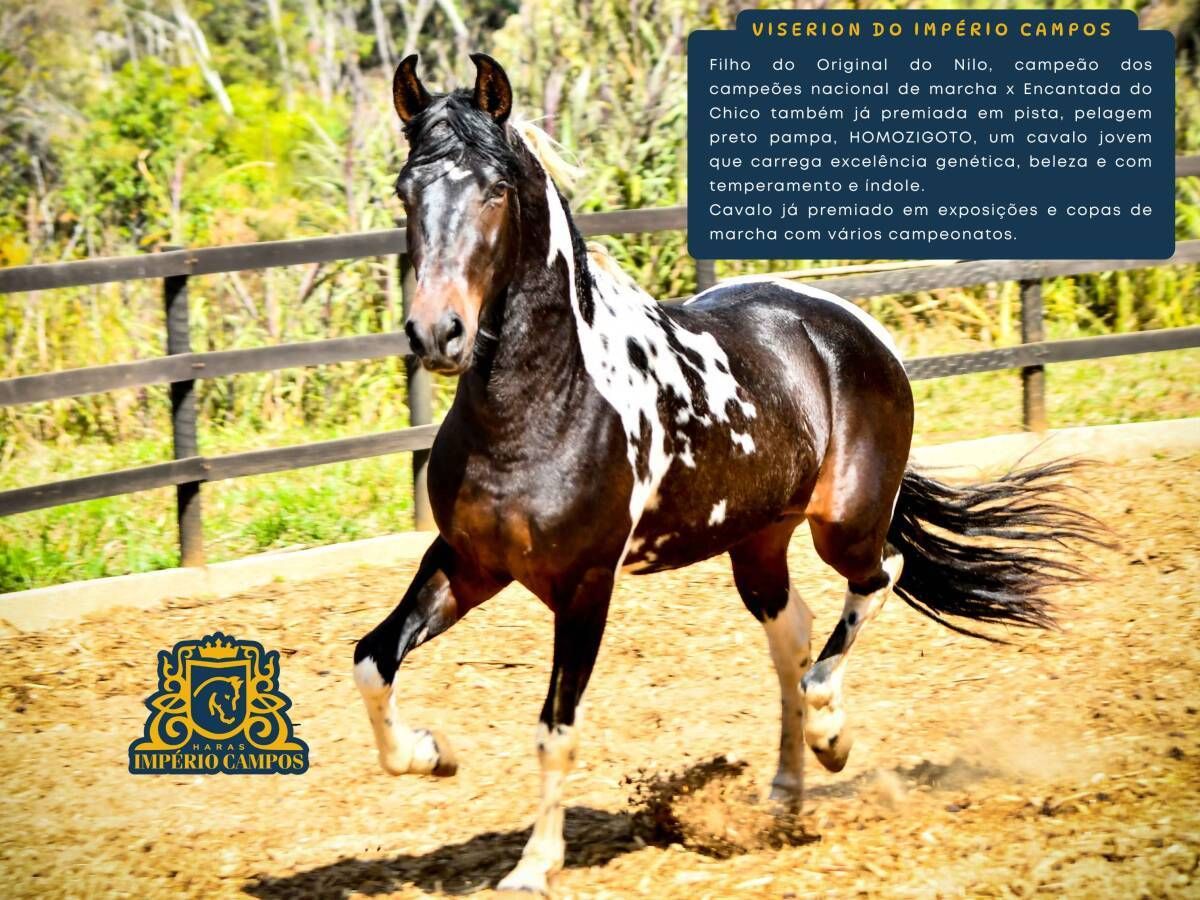 Viserion do Império Campos