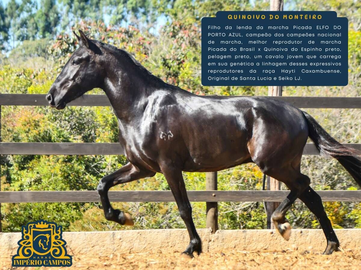 Quinoivo do Monteiro