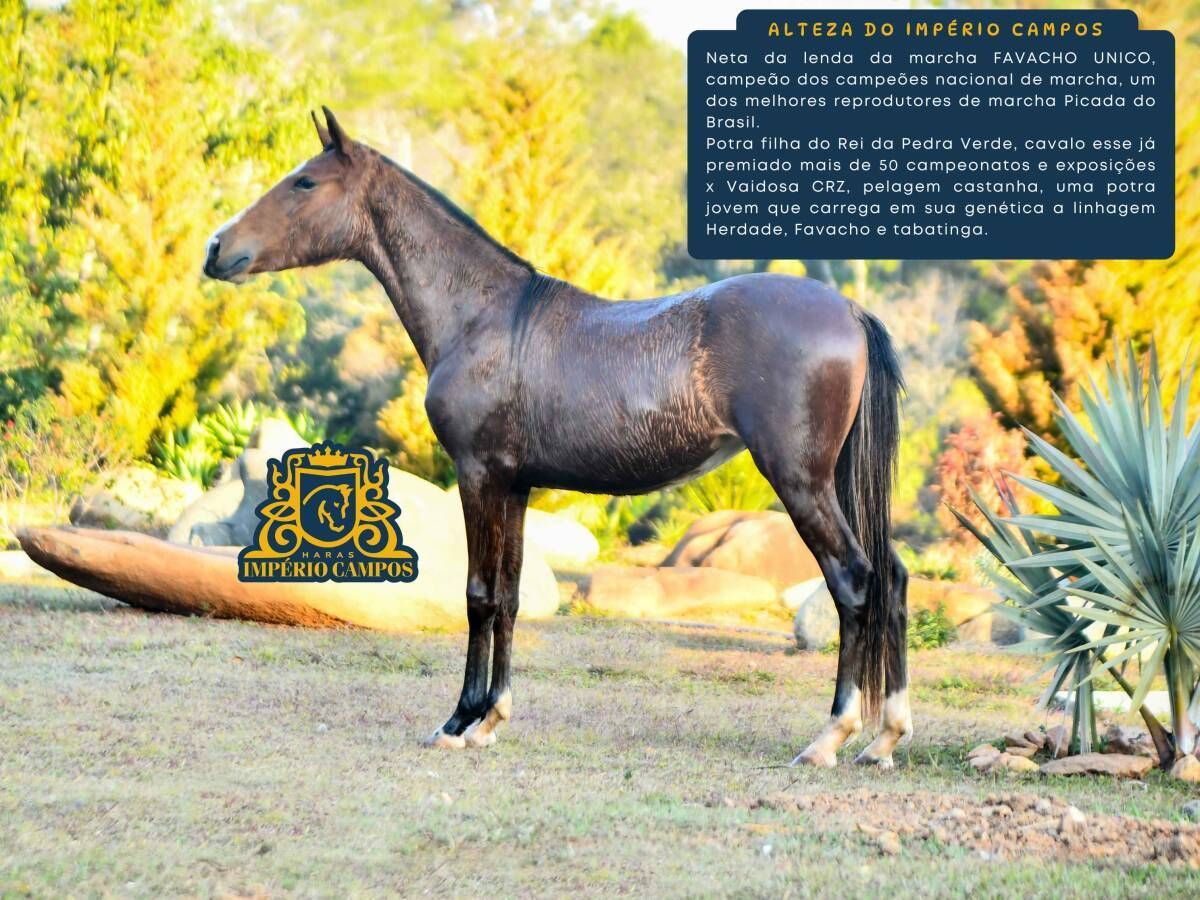 Alteza do Império Campos