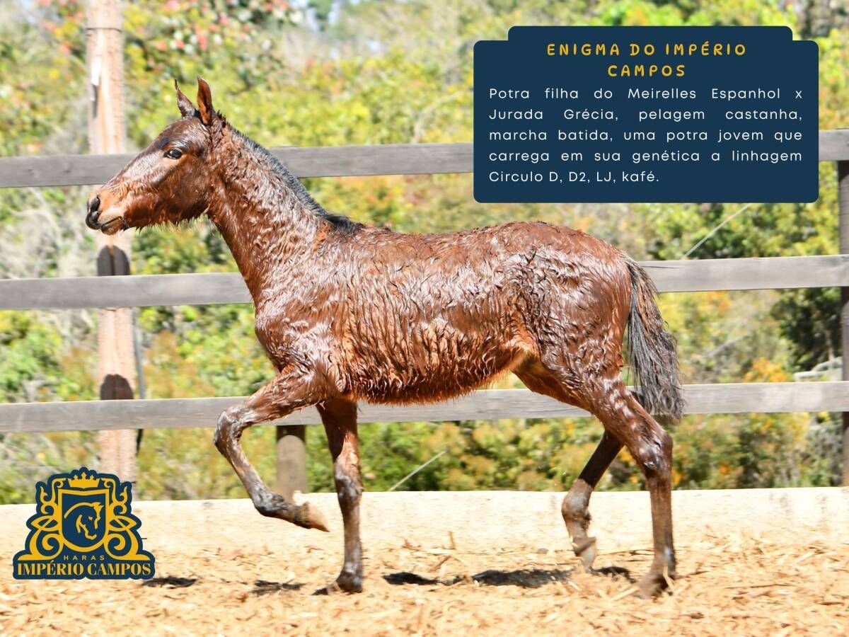 Enigma do Império Campos