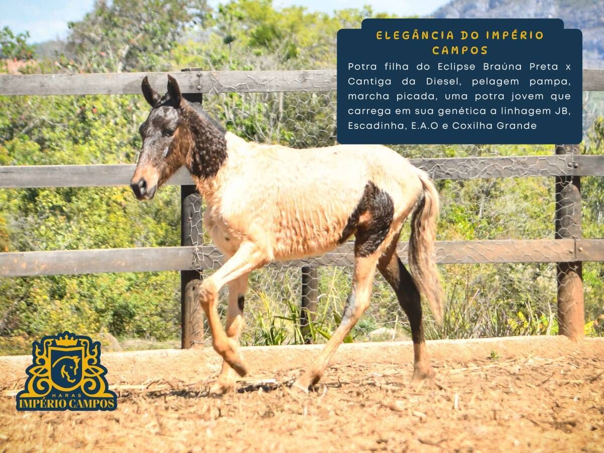 Elegância do Império Campos