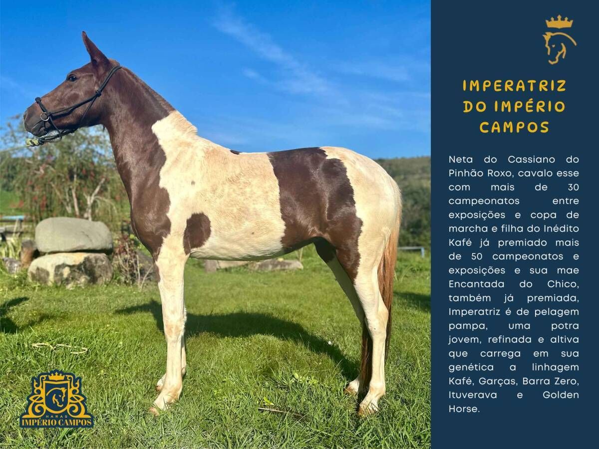 Imperatriz do Império Campos