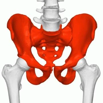 Biópsia de Medula Óssea - Foto 1