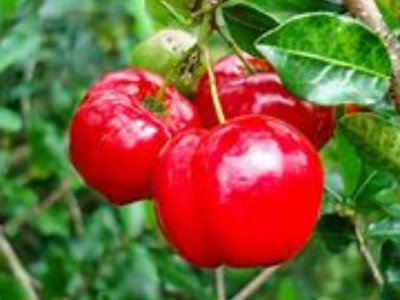 Acerola - Foto 1