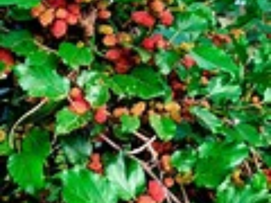 Amora Gigante - Foto 1