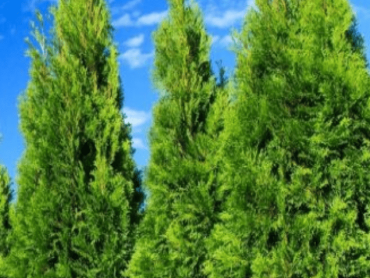 Cipreste Italiano - Foto 1