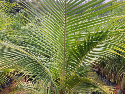 Côco Anão - Foto 1