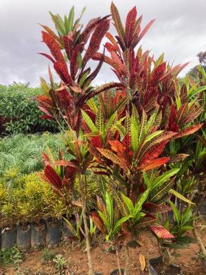 Cróton Americana - Foto 1