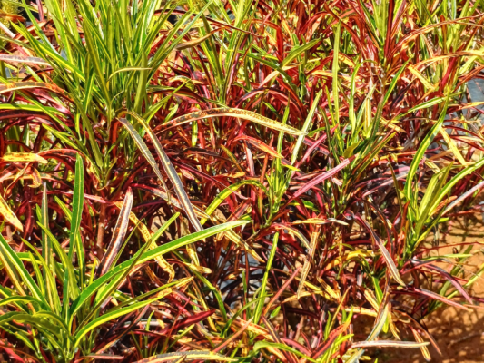 Cróton Macarrão - Foto 1