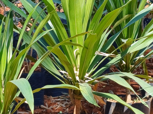 Dracena Arbórea - Foto 1
