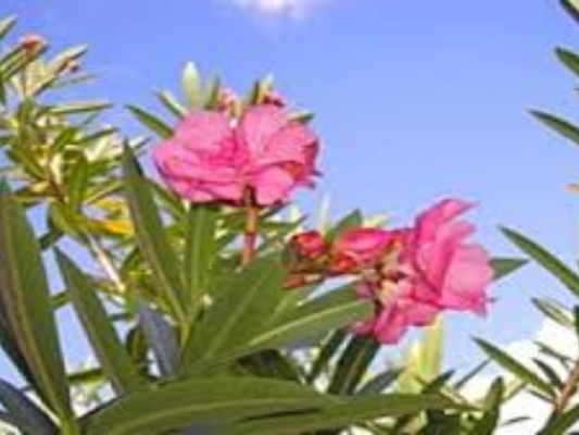 Espirradeira - Foto 1