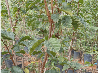 Ipê Amarelo - Foto 1