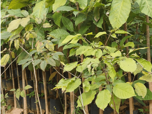 Ipê Branco - Foto 1