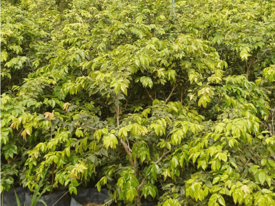 Jabuticaba Híbrida - Foto 1