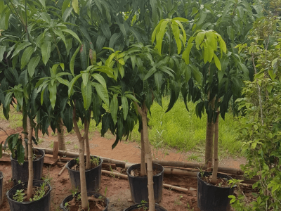 Manga Palmer - Foto 1