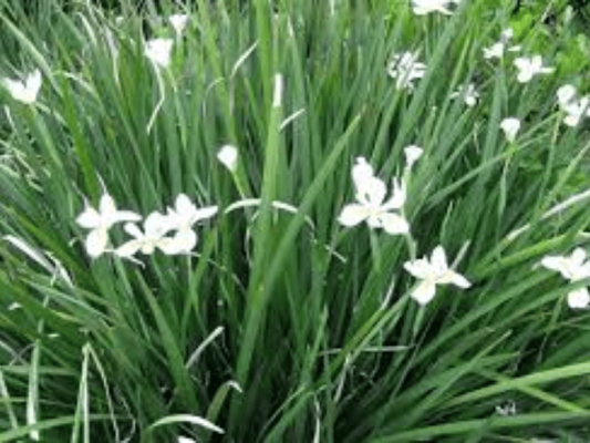 Moreia Branca - Foto 1