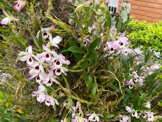 Orquídea - Foto 1