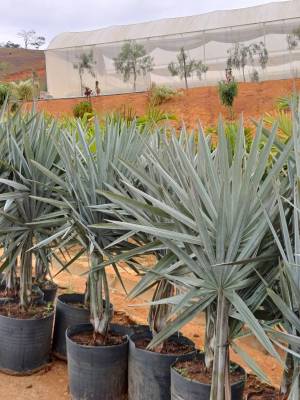 Palmeira Azul - Foto 1