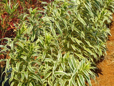 Pleomele Variegata - Foto 1