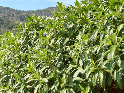 Quaresmeira - Foto 1