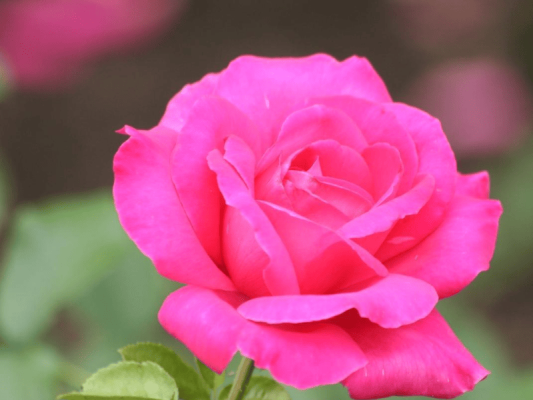 Mudas de Rosas - Foto 1