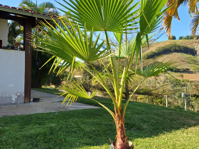 Washingtonia - Foto 1