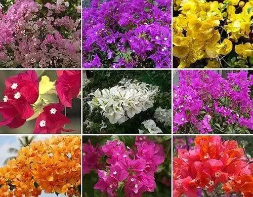 BOUGAINVILLEA - Foto 1