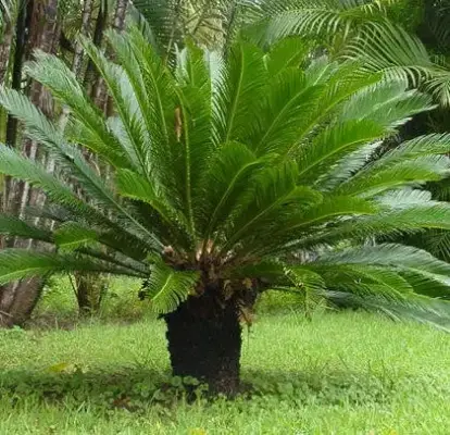 CYCAS REVOLUTA - Foto 1