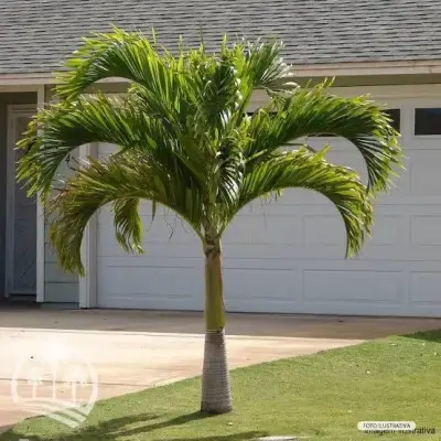 PALMEIRA VEITCHIA - Foto 1