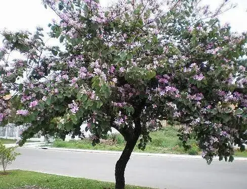 PATA DE VACA - Foto 1